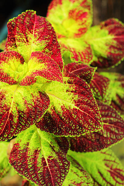 istock Green and red leaves. 499597857
