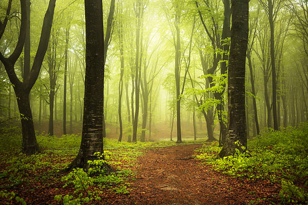 szlak w dziwne forest - forest transylvania rain fog zdjęcia i obrazy z banku zdjęć