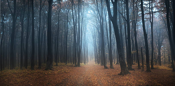 andere weltliche mist - forest dark woods spooky stock-fotos und bilder