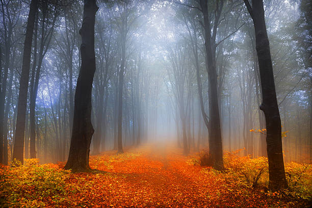 istock Magic land in the fog 499598498