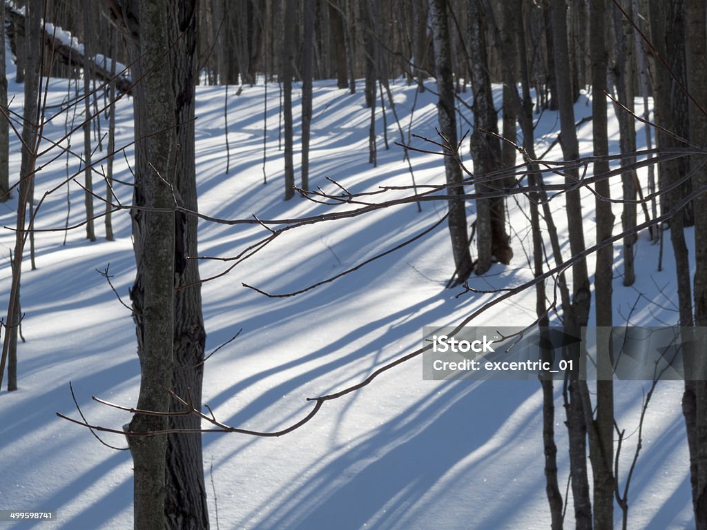 Trees in a snow covered landscape, Orangeville, Dufferin County, Trees in a snow covered landscape, Orangeville, Dufferin County, Ontario, Canada Bare Tree Stock Photo