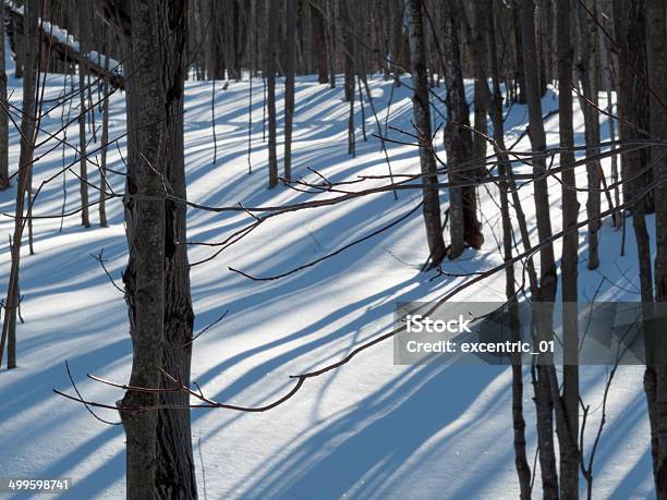 Trees In A Snow Covered Landscape Orangeville Dufferin County Stock Photo - Download Image Now