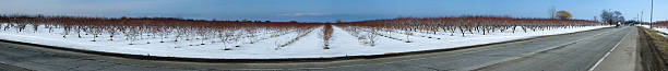 istock Trees on a snow covered landscape, Orangeville, Dufferin County, 499598743