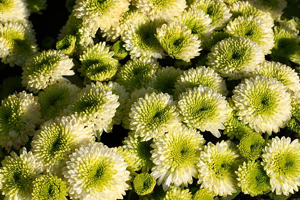 istock Chrysanthemum flowers 499599056