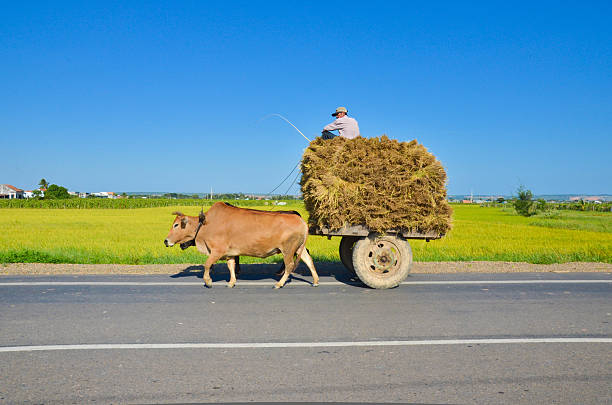 Mekong delta, Vietnam - August 14, 2014: Unidentified man rides cow. They carriage rice on field in Mekong delta