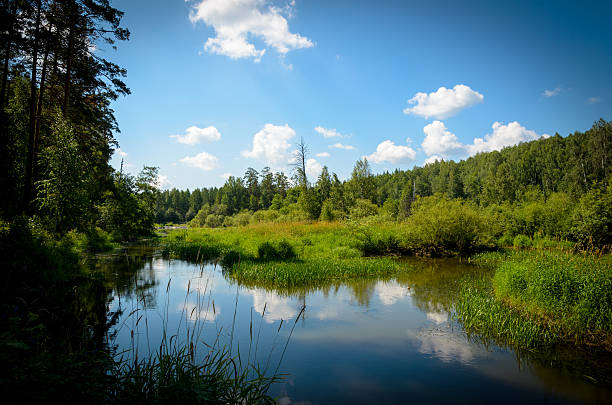 Forest lake Lake in a forest picture lake stock pictures, royalty-free photos & images