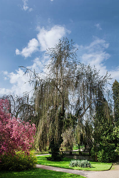 Trees in the castle garden