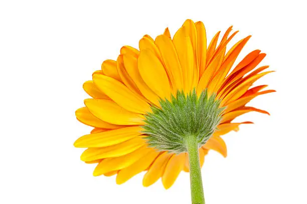 The yellow underside of an orange Gerbera Daisy (Gerbera hybrida) isolated on white. Gerber daisy petals typically have differing front and underside colors.