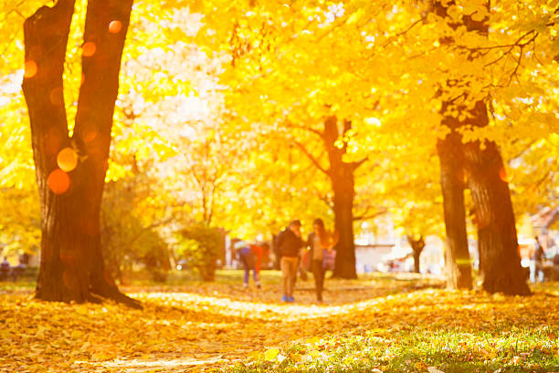 istock autumn trees out of focus, natural bokeh background 499600240