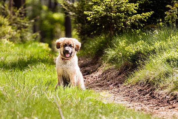 léonberg chien chiot - leonberger photos et images de collection