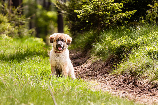 leonberger pies szczeniak - leonberger zdjęcia i obrazy z banku zdjęć