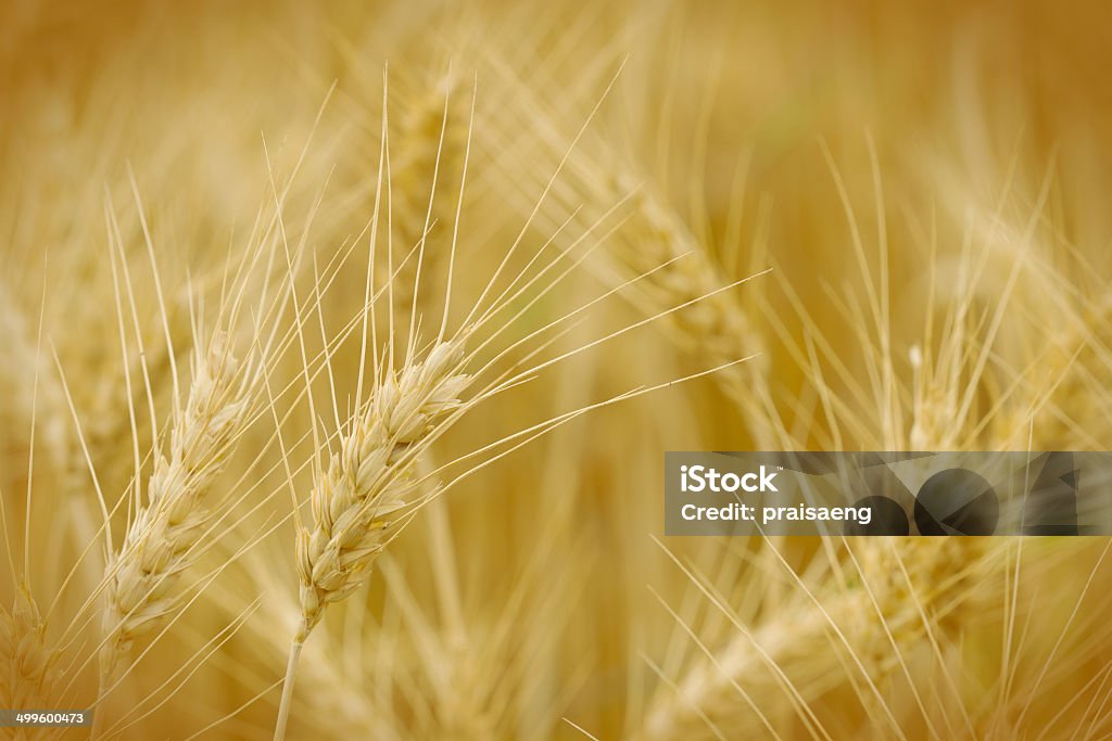 Wheat field for background Agriculture Stock Photo
