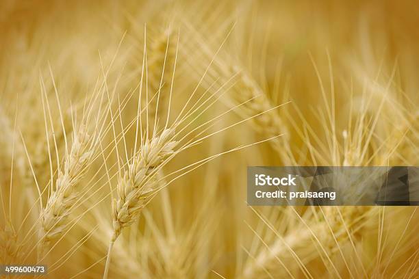 Wheat Field For Background Stock Photo - Download Image Now - Agriculture, Autumn, Backgrounds