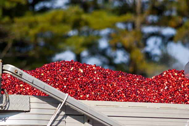 Cranberries in a truck stock photo