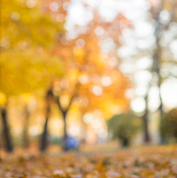 autumn trees out of focus, natural bokeh background