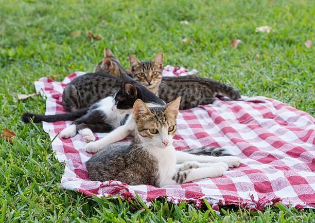 Four cute kittens lying on the checkered tablecloth. Image taken with a DSLR and edited on Instagram