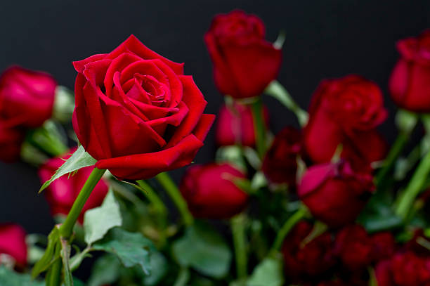 red roses stock photo
