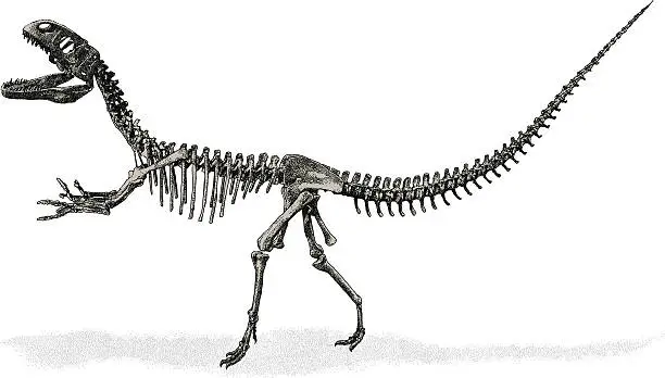 Vector illustration of Dinosaur Skeleton