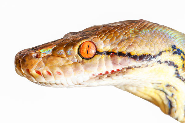 istock Close up of  boa, isolated 499601765