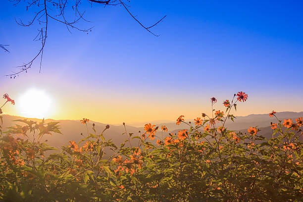 istock Tithonia diversifolia and sunrise 499601894