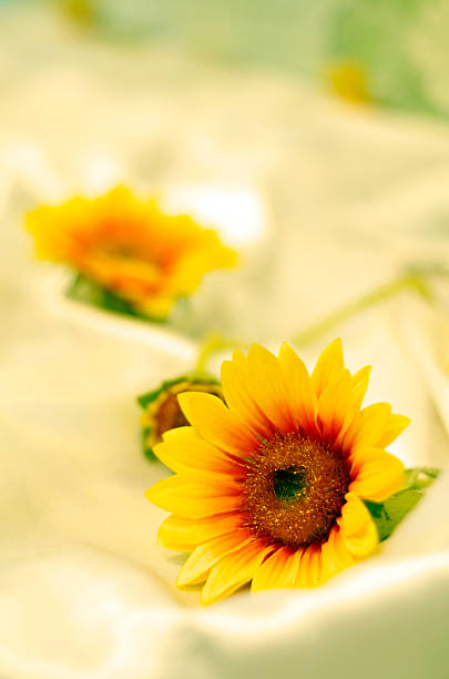 yellow flower stock photo