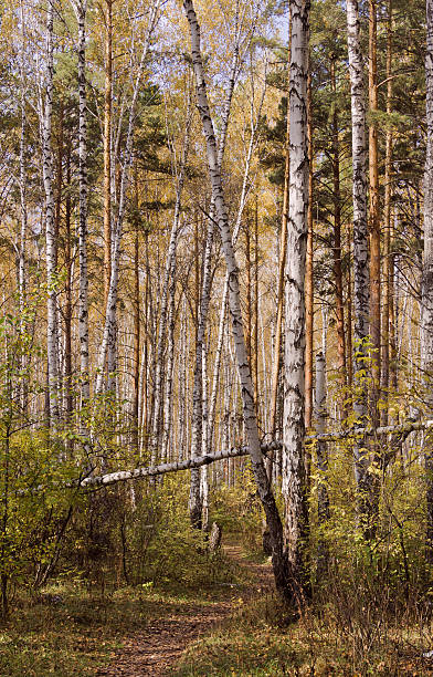 istock Path in the autumn forest among the pines and birches 499602074
