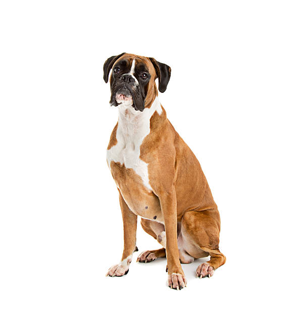 Fawn-colored Boxer German Fawn-colored Boxer dog, pure breed on white background boxer dog stock pictures, royalty-free photos & images