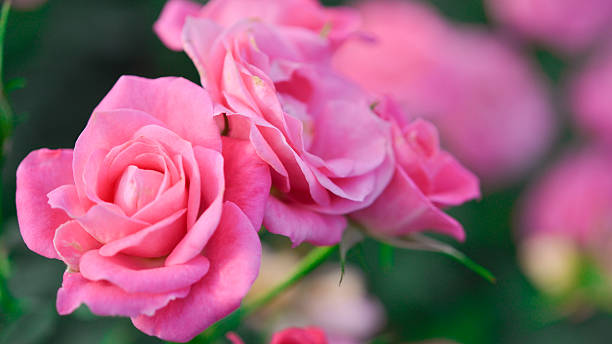 istock Pink roses in garden 499603054