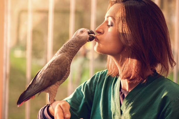 Young woman feeding a parrot from her mouth. Female veterinarian holding a parrot's food in her mouth while he is trying to take it. holding feather stock pictures, royalty-free photos & images