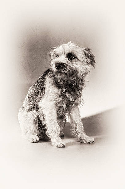 istock Dog, Border Terrier, terrier, anxious, sitting, black and white 499603205