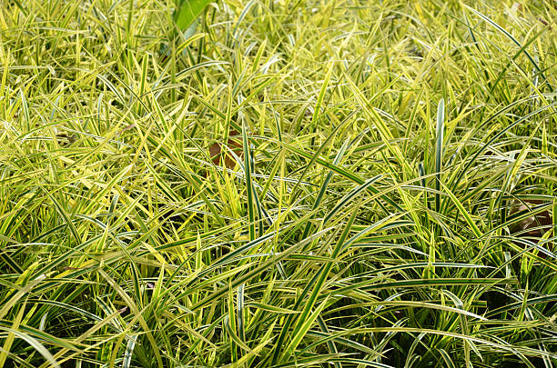 istock Close-Up Green Plant for Abstract Background 499603335