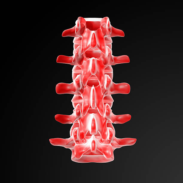 요추 - human spine chiropractor three dimensional shape healthcare and medicine 뉴스 사진 이미지