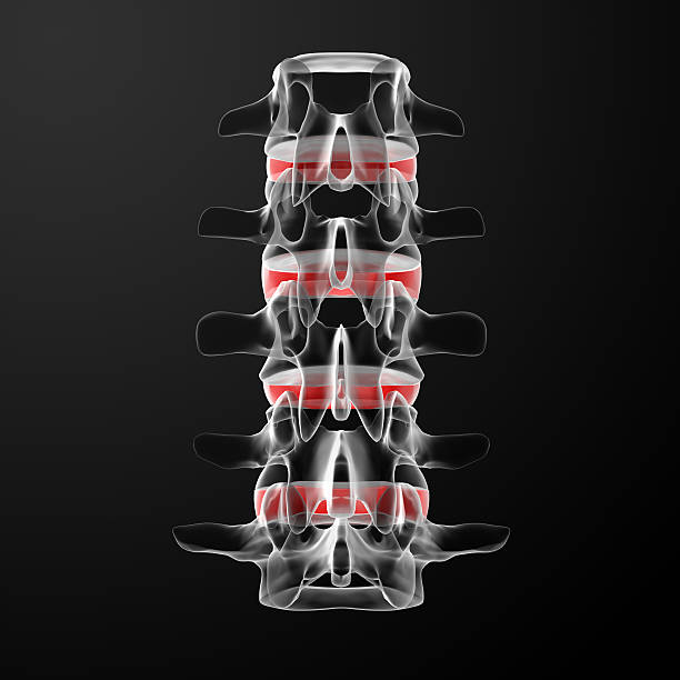 3 d render человека межпозвоночный диск - human spine chiropractor three dimensional shape healthcare and medicine стоковые фото и изображения