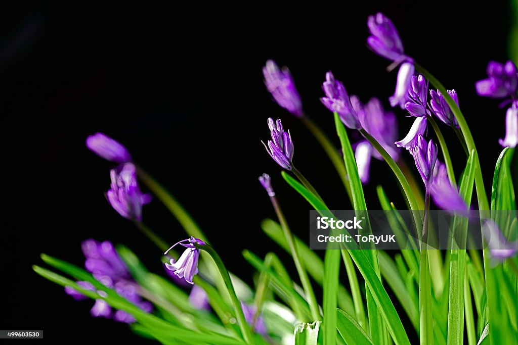Wild Flor Flores Silvestres Violeta Púrpura Flor Silvestre Backgroud Negro  Foto de stock y más banco de imágenes de 2015 - iStock