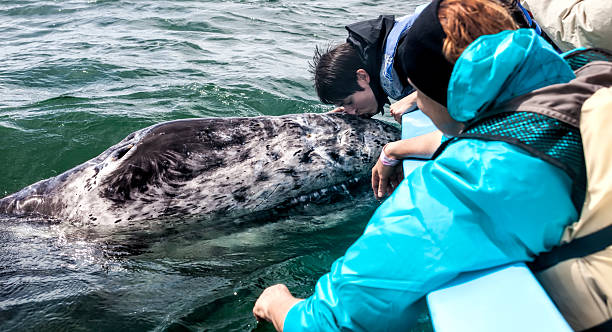 istock Woman Kissing a Whale 499603555