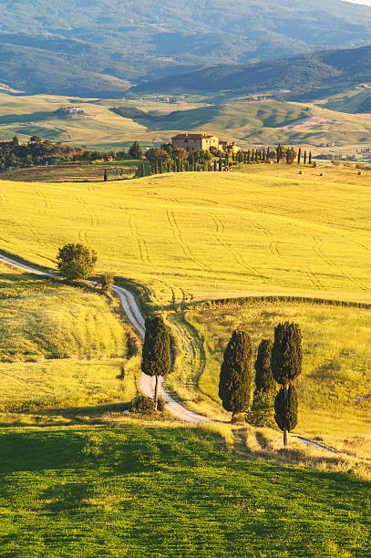 istock Natural white road in Tuscany, Italy 499603693