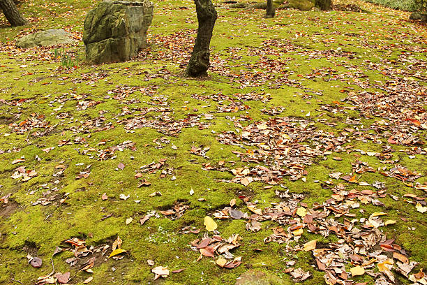 istock Garden of fallen leaves and moss 499604940