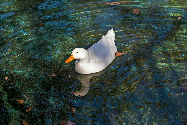 istock Geese in the green water 06 499605546