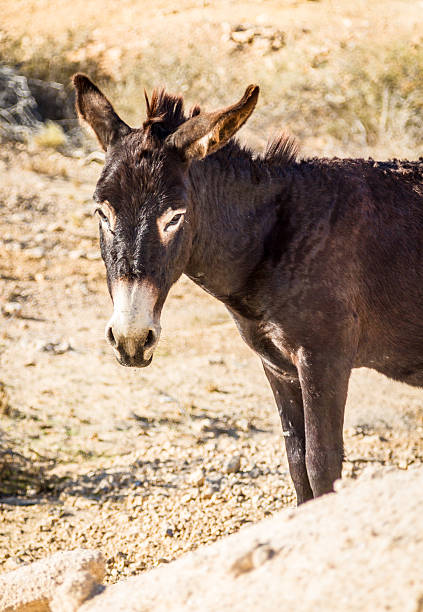 istock The domesticated donkey 499605644