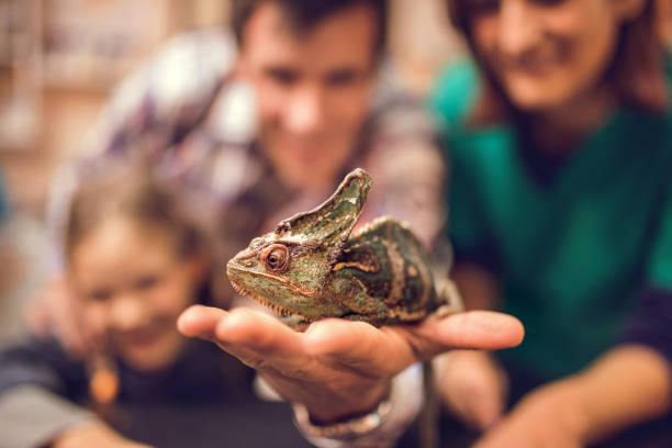 istock Close up of a chameleon in human hand. 499605678