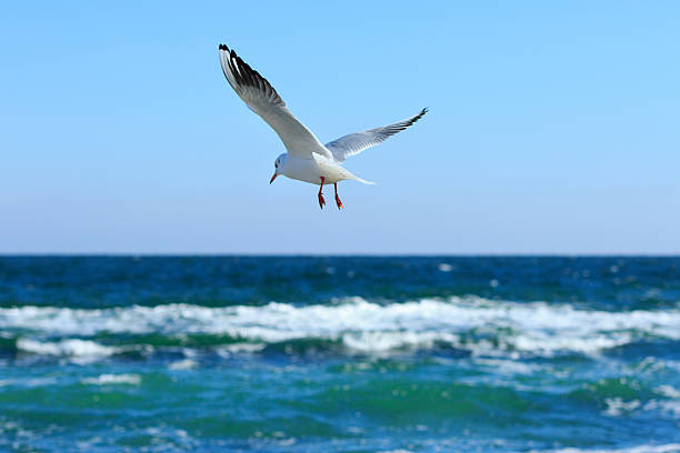 istock Seagull flies above the sea 499606842