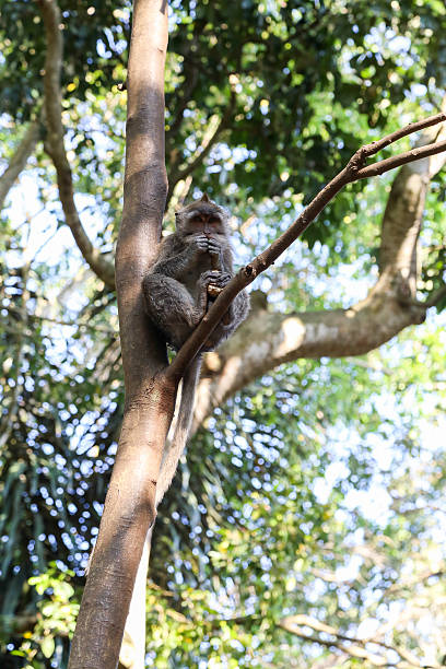 istock From the tree to the mouth. 499607208