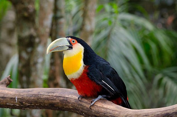 istock green toucan in Brazil 499607916