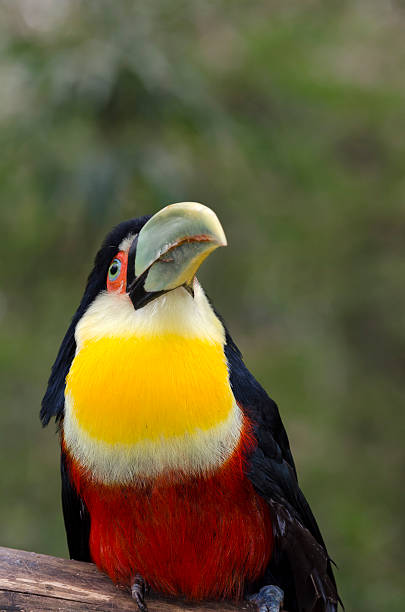 istock green toucan in Brazil 499608090