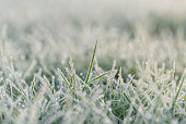 Frozen morning grass