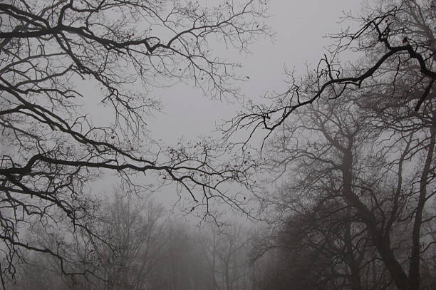 istock Trees and branches in dark fog. Autumn 499608720