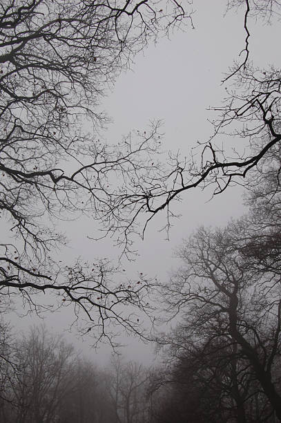 istock Trees and branches in dark fog. Autumn 499608812