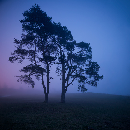 Enchanted colorful mist rolling in, lonely pinetree in Skåne, Sweden.