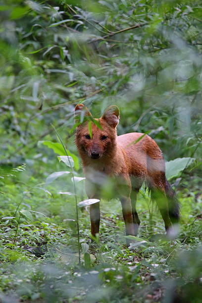 Dhole the Asian Wild dog