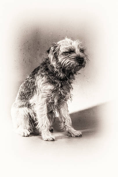 istock Dog, napping, terrier, asleep, whisker, sitting, black and white 499615309